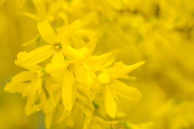 Bulanık çiçek arkaplanı. Dolu çiçekler ve orman ağacının ilk yaprakları. Bahar, ziyafet, kutlama ve güzel çiçek dekorasyonu konsepti. Yumuşak seçici bir odak ile yakın çekim. Ayarlanmış