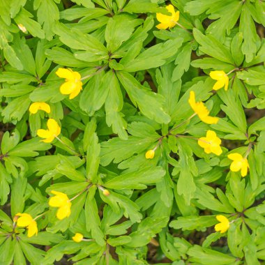 Bulanık çiçek arkaplanı. Dolu çiçekler ve orman ağacının ilk yaprakları. Bahar, ziyafet, kutlama ve güzel çiçek dekorasyonu konsepti. Yumuşak seçici odaklı yakın plan