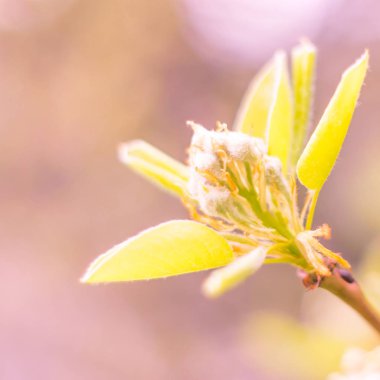 Bulanık çiçek arkaplanı. Dolu çiçekler ve orman ağacının ilk yaprakları. Bahar, ziyafet, kutlama ve güzel çiçek dekorasyonu konsepti. Yumuşak seçici bir odak ile yakın çekim. Ayarlanmış
