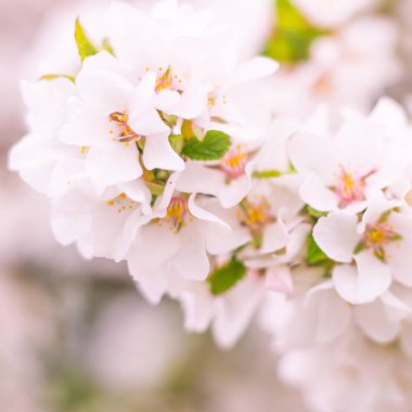 Bulanık çiçek arkaplanı. Dolu çiçekler ve orman ağacının ilk yaprakları. Bahar, ziyafet, kutlama ve güzel çiçek dekorasyonu konsepti. Yumuşak seçici odaklı yakın plan