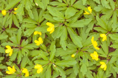 Bulanık çiçek arkaplanı. Dolu çiçekler ve orman ağacının ilk yaprakları. Bahar, ziyafet, kutlama ve güzel çiçek dekorasyonu konsepti. Yumuşak seçici bir odak ile yakın çekim. Ayarlanmış