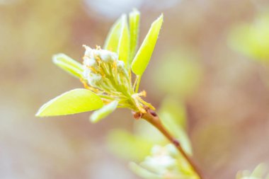 Bulanık çiçek arkaplanı. Dolu çiçekler ve orman ağacının ilk yaprakları. Bahar, ziyafet, kutlama ve güzel çiçek dekorasyonu konsepti. Yumuşak seçici bir odak ile yakın çekim. Ayarlanmış