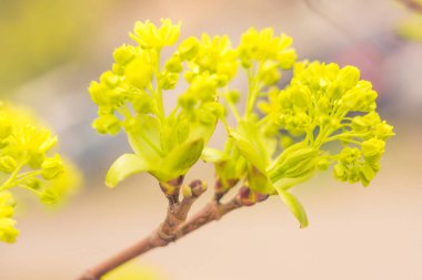 Bulanık çiçek arkaplanı. Dolu çiçekler ve orman ağacının ilk yaprakları. Bahar, ziyafet, kutlama ve güzel çiçek dekorasyonu konsepti. Yumuşak seçici bir odak ile yakın çekim. Ayarlanmış