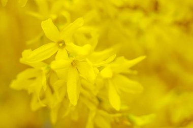 Bulanık çiçek arkaplanı. Dolu çiçekler ve orman ağacının ilk yaprakları. Bahar, ziyafet, kutlama ve güzel çiçek dekorasyonu konsepti. Yumuşak seçici bir odak ile yakın çekim. Ayarlanmış