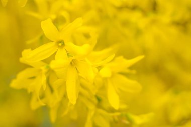 Bulanık çiçek arkaplanı. Dolu çiçekler ve orman ağacının ilk yaprakları. Bahar, ziyafet, kutlama ve güzel çiçek dekorasyonu konsepti. Yumuşak seçici bir odak ile yakın çekim. Ayarlanmış