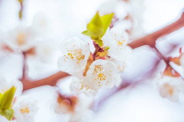 Bulanık çiçek arkaplanı. Dolu çiçekler ve orman ağacının ilk yaprakları. Bahar, ziyafet, kutlama ve güzel çiçek dekorasyonu konsepti. Yumuşak seçici bir odak ile yakın çekim. Ayarlanmış