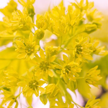 Bulanık çiçek arkaplanı. Dolu çiçekler ve orman ağacının ilk yaprakları. Bahar, ziyafet, kutlama ve güzel çiçek dekorasyonu konsepti. Yumuşak seçici bir odak ile yakın çekim. Ayarlanmış