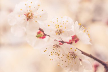 Bulanık çiçek arkaplanı. Dolu çiçekler ve orman ağacının ilk yaprakları. Bahar, ziyafet, kutlama ve güzel çiçek dekorasyonu konsepti. Yumuşak seçici bir odak ile yakın çekim. Ayarlanmış