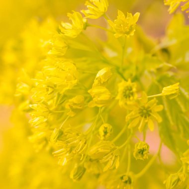 Bulanık çiçek arkaplanı. Dolu çiçekler ve orman ağacının ilk yaprakları. Bahar, ziyafet, kutlama ve güzel çiçek dekorasyonu konsepti. Yumuşak seçici bir odak ile yakın çekim. Ayarlanmış