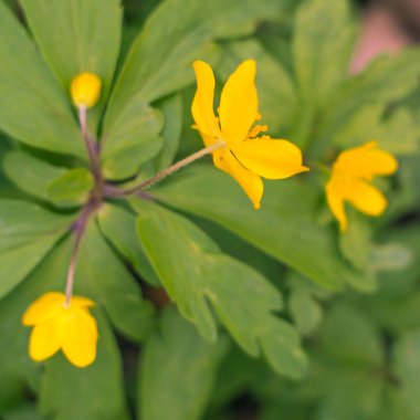 Bulanık çiçek arkaplanı. Dolu çiçekler ve orman ağacının ilk yaprakları. Bahar, ziyafet, kutlama ve güzel çiçek dekorasyonu konsepti. Yumuşak seçici bir odak ile yakın çekim. Ayarlanmış