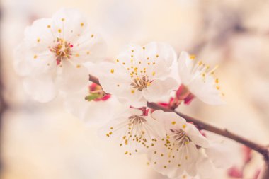 Bulanık çiçek arkaplanı. Dolu çiçekler ve orman ağacının ilk yaprakları. Bahar, ziyafet, kutlama ve güzel çiçek dekorasyonu konsepti. Yumuşak seçici bir odak ile yakın çekim. Ayarlanmış