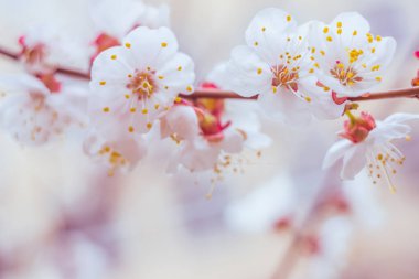Bulanık çiçek arkaplanı. Dolu çiçekler ve orman ağacının ilk yaprakları. Bahar, ziyafet, kutlama ve güzel çiçek dekorasyonu konsepti. Yumuşak seçici bir odak ile yakın çekim. Ayarlanmış