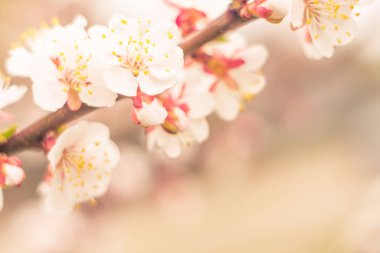 Bulanık çiçek arkaplanı. Dolu çiçekler ve orman ağacının ilk yaprakları. Bahar, ziyafet, kutlama ve güzel çiçek dekorasyonu konsepti. Yumuşak seçici bir odak ile yakın çekim. Ayarlanmış