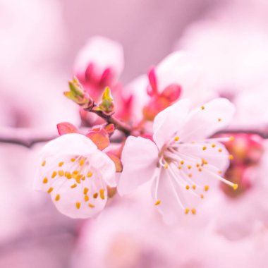Bulanık çiçek arkaplanı. Dolu çiçekler ve orman ağacının ilk yaprakları. Bahar, ziyafet, kutlama ve güzel çiçek dekorasyonu konsepti. Yumuşak seçici bir odak ile yakın çekim. Ayarlanmış