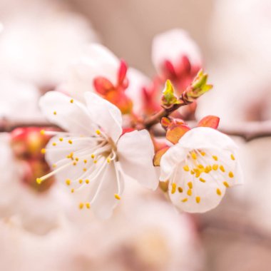 Bahar çiçek konsepti. Kayısı ağacının tam çiçeklenme. Soyut bulanık arka plan üzerinde güzel çiçek. Yumuşak seçici odakla yakın çekim.