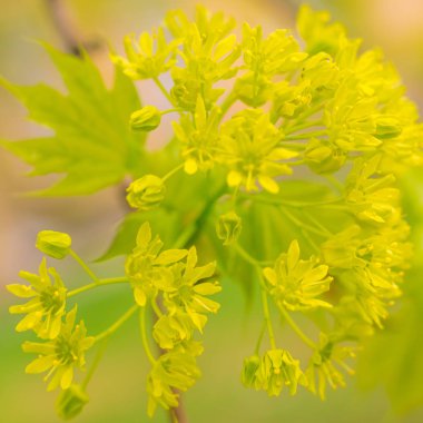 Bulanık çiçek arkaplanı. Dolu çiçekler ve orman ağacının ilk yaprakları. Bahar, ziyafet, kutlama ve güzel çiçek dekorasyonu konsepti. Yumuşak seçici odaklı yakın plan