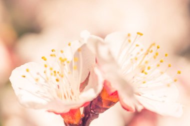 Bulanık çiçek arkaplanı. Dolu çiçekler ve orman ağacının ilk yaprakları. Bahar, ziyafet, kutlama ve güzel çiçek dekorasyonu konsepti. Yumuşak seçici bir odak ile yakın çekim. Ayarlanmış