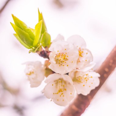 Bulanık çiçek arkaplanı. Dolu çiçekler ve orman ağacının ilk yaprakları. Bahar, ziyafet, kutlama ve güzel çiçek dekorasyonu konsepti. Yumuşak seçici odaklı yakın plan