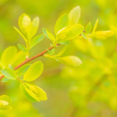 Bulanık çiçek arkaplanı. Dolu çiçekler ve orman ağacının ilk yaprakları. Bahar, ziyafet, kutlama ve güzel çiçek dekorasyonu konsepti. Yumuşak seçici odaklı yakın plan