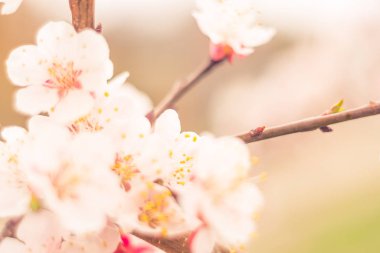 Bulanık çiçek arkaplanı. Dolu çiçekler ve orman ağacının ilk yaprakları. Bahar, ziyafet, kutlama ve güzel çiçek dekorasyonu konsepti. Yumuşak seçici bir odak ile yakın çekim. Ayarlanmış