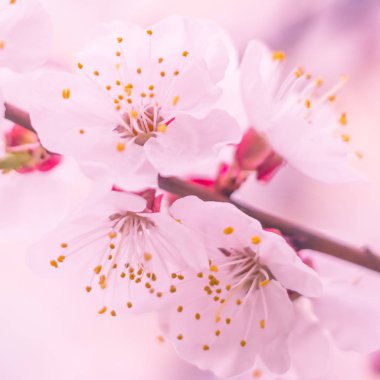 Bulanık çiçek arkaplanı. Dolu çiçekler ve orman ağacının ilk yaprakları. Bahar, ziyafet, kutlama ve güzel çiçek dekorasyonu konsepti. Yumuşak seçici bir odak ile yakın çekim. Ayarlanmış