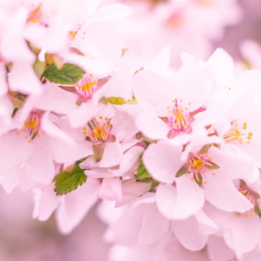 Bulanık çiçek arkaplanı. Dolu çiçekler ve orman ağacının ilk yaprakları. Bahar, ziyafet, kutlama ve güzel çiçek dekorasyonu konsepti. Yumuşak seçici bir odak ile yakın çekim. Ayarlanmış