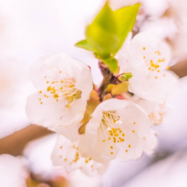 Bulanık çiçek arkaplanı. Dolu çiçekler ve orman ağacının ilk yaprakları. Bahar, ziyafet, kutlama ve güzel çiçek dekorasyonu konsepti. Yumuşak seçici odaklı yakın plan