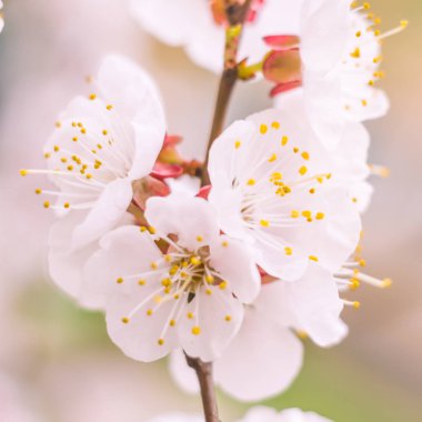 Bulanık çiçek arkaplanı. Dolu çiçekler ve orman ağacının ilk yaprakları. Bahar, ziyafet, kutlama ve güzel çiçek dekorasyonu konsepti. Yumuşak seçici odaklı yakın plan