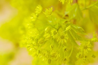 Bulanık çiçek arkaplanı. Dolu çiçekler ve orman ağacının ilk yaprakları. Bahar, ziyafet, kutlama ve güzel çiçek dekorasyonu konsepti. Yumuşak seçici bir odak ile yakın çekim. Ayarlanmış