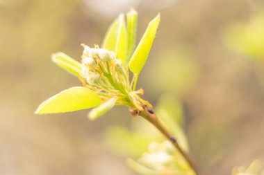 Bulanık çiçek arkaplanı. Dolu çiçekler ve orman ağacının ilk yaprakları. Bahar, ziyafet, kutlama ve güzel çiçek dekorasyonu konsepti. Yumuşak seçici bir odak ile yakın çekim. Ayarlanmış