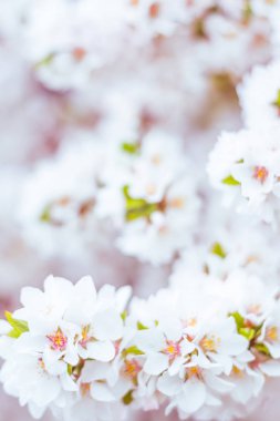 Bulanık çiçek arkaplanı. Dolu çiçekler ve orman ağacının ilk yaprakları. Bahar, ziyafet, kutlama ve güzel çiçek dekorasyonu konsepti. Yumuşak seçici bir odak ile yakın çekim. Ayarlanmış