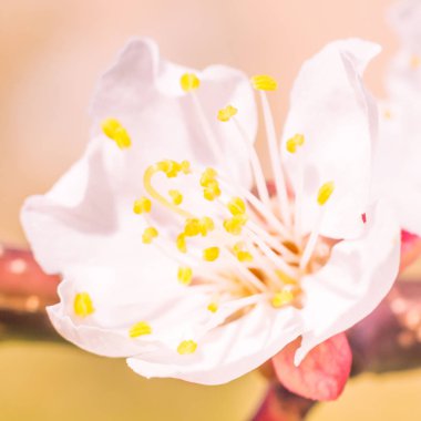 Bulanık çiçek arkaplanı. Dolu çiçekler ve orman ağacının ilk yaprakları. Bahar, ziyafet, kutlama ve güzel çiçek dekorasyonu konsepti. Yumuşak seçici odaklı yakın plan
