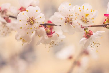Bulanık çiçek arkaplanı. Dolu çiçekler ve orman ağacının ilk yaprakları. Bahar, ziyafet, kutlama ve güzel çiçek dekorasyonu konsepti. Yumuşak seçici bir odak ile yakın çekim. Ayarlanmış