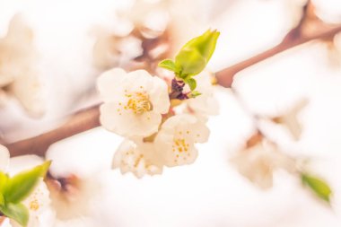 Bulanık çiçek arkaplanı. Dolu çiçekler ve orman ağacının ilk yaprakları. Bahar, ziyafet, kutlama ve güzel çiçek dekorasyonu konsepti. Yumuşak seçici bir odak ile yakın çekim. Ayarlanmış