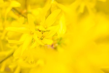Bulanık çiçek arkaplanı. Dolu çiçekler ve orman ağacının ilk yaprakları. Bahar, ziyafet, kutlama ve güzel çiçek dekorasyonu konsepti. Yumuşak seçici bir odak ile yakın çekim. Ayarlanmış