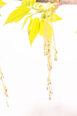 Bulanık çiçek arkaplanı. Dolu çiçekler ve orman ağacının ilk yaprakları. Bahar, ziyafet, kutlama ve güzel çiçek dekorasyonu konsepti. Yumuşak seçici bir odak ile yakın çekim. Ayarlanmış