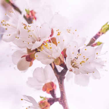 Bulanık çiçek arkaplanı. Dolu çiçekler ve orman ağacının ilk yaprakları. Bahar, ziyafet, kutlama ve güzel çiçek dekorasyonu konsepti. Yumuşak seçici odaklı yakın plan