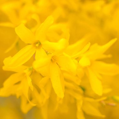 Bulanık çiçek arkaplanı. Dolu çiçekler ve orman ağacının ilk yaprakları. Bahar, ziyafet, kutlama ve güzel çiçek dekorasyonu konsepti. Yumuşak seçici bir odak ile yakın çekim. Ayarlanmış
