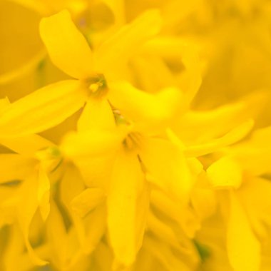 Bulanık çiçek arkaplanı. Dolu çiçekler ve orman ağacının ilk yaprakları. Bahar, ziyafet, kutlama ve güzel çiçek dekorasyonu konsepti. Yumuşak seçici bir odak ile yakın çekim. Ayarlanmış