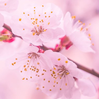 Bulanık çiçek arkaplanı. Dolu çiçekler ve orman ağacının ilk yaprakları. Bahar, ziyafet, kutlama ve güzel çiçek dekorasyonu konsepti. Yumuşak seçici bir odak ile yakın çekim. Ayarlanmış