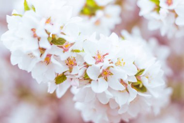 Bulanık çiçek arkaplanı. Dolu çiçekler ve orman ağacının ilk yaprakları. Bahar, ziyafet, kutlama ve güzel çiçek dekorasyonu konsepti. Yumuşak seçici bir odak ile yakın çekim. Ayarlanmış