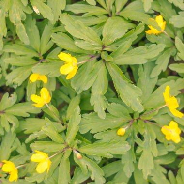 Bulanık çiçek arkaplanı. Dolu çiçekler ve orman ağacının ilk yaprakları. Bahar, ziyafet, kutlama ve güzel çiçek dekorasyonu konsepti. Yumuşak seçici bir odak ile yakın çekim. Ayarlanmış