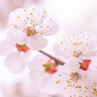 Bulanık çiçek arkaplanı. Dolu çiçekler ve orman ağacının ilk yaprakları. Bahar, ziyafet, kutlama ve güzel çiçek dekorasyonu konsepti. Yumuşak seçici odaklı yakın plan