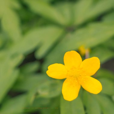 Bulanık çiçek arkaplanı. Dolu çiçekler ve orman ağacının ilk yaprakları. Bahar, ziyafet, kutlama ve güzel çiçek dekorasyonu konsepti. Yumuşak seçici bir odak ile yakın çekim. Ayarlanmış
