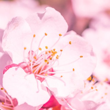 Bulanık çiçek arkaplanı. Dolu çiçekler ve orman ağacının ilk yaprakları. Bahar, ziyafet, kutlama ve güzel çiçek dekorasyonu konsepti. Yumuşak seçici bir odak ile yakın çekim. Ayarlanmış