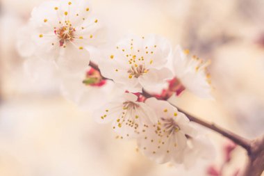 Bulanık çiçek arkaplanı. Dolu çiçekler ve orman ağacının ilk yaprakları. Bahar, ziyafet, kutlama ve güzel çiçek dekorasyonu konsepti. Yumuşak seçici bir odak ile yakın çekim. Ayarlanmış