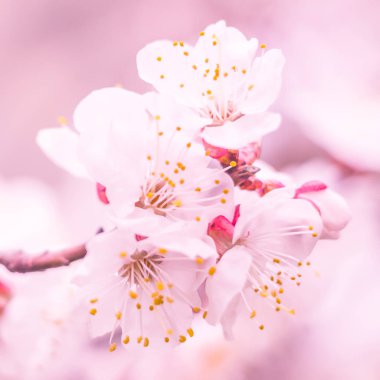 Bulanık çiçek arkaplanı. Dolu çiçekler ve orman ağacının ilk yaprakları. Bahar, ziyafet, kutlama ve güzel çiçek dekorasyonu konsepti. Yumuşak seçici bir odak ile yakın çekim. Ayarlanmış