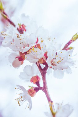 Bulanık çiçek arkaplanı. Dolu çiçekler ve orman ağacının ilk yaprakları. Bahar, ziyafet, kutlama ve güzel çiçek dekorasyonu konsepti. Yumuşak seçici bir odak ile yakın çekim. Ayarlanmış
