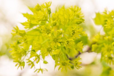 Bulanık çiçek arkaplanı. Dolu çiçekler ve orman ağacının ilk yaprakları. Bahar, ziyafet, kutlama ve güzel çiçek dekorasyonu konsepti. Yumuşak seçici bir odak ile yakın çekim. Ayarlanmış