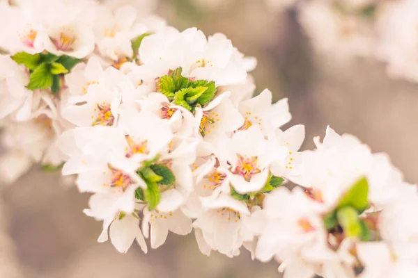 抽象的なぼやけた花の背景 満開と森の木の最初の葉 ごちそう お祝いや美しい花の装飾の概念 ソフト選択フォーカスで終了します トーン — ストック写真